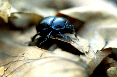 Geotrupidae